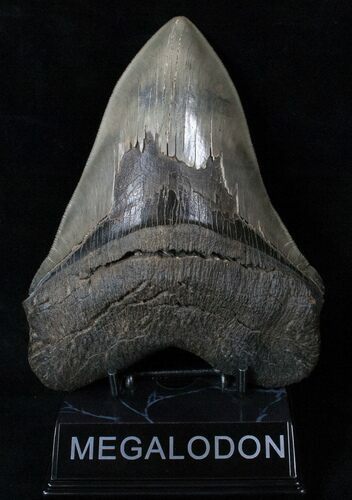 Giant Megalodon Tooth - Nice Serrations #16668